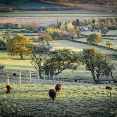 Aerial view of English farmland with hedgerows, grazing cattle, and a farm building in the distance at sunrise