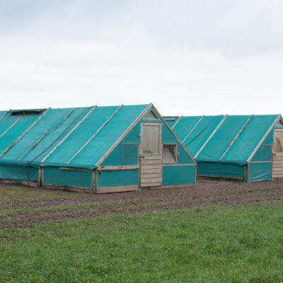 Chicken sheds in farms