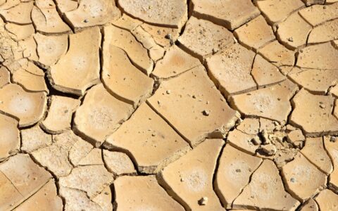 Close-up of dry, deeply cracked farmland soil during a summer drought, illustrating the water stress affecting UK farms.