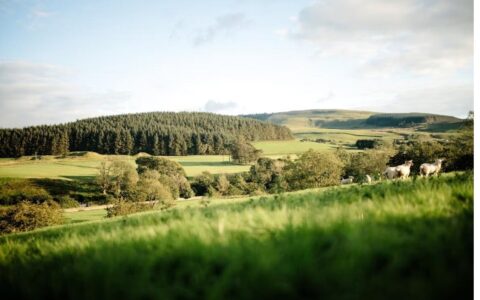 Sheep grazing on green rolling hills in the English countryside, representing UK farm land and rural agriculture policy
