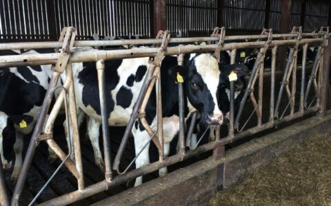 Holstein dairy cows feeding at a barrier inside a timber clad livestock building on a farm in England