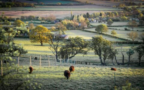 Aerial view of English farmland with hedgerows, grazing cattle, and a farm building in the distance at sunrise