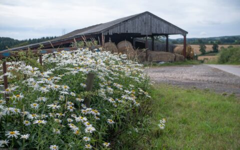 Open fronted farm barn with stacked hay bales and white daisies in the English countryside, illustrating what the new NPPF 2026 means for farm planning applications