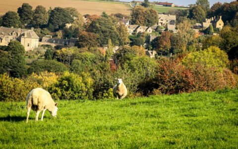 Sheep grazing on green farmland above a village of stone houses in the English countryside