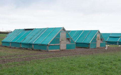 Chicken sheds in farms