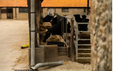 Dairy cattle feeding inside a traditional UK farm barn with a red tiled roof, similar to buildings farmers may seek to extend or replace with a new agricultural barn
