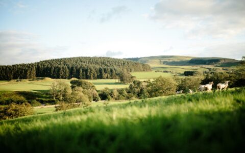 Rolling green farmland and pasture on the edge of a UK village, with grazing sheep and woodland in the background