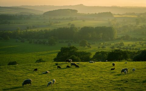 Sheep grazing on rolling green countryside at sunset on a UK farm, illustrating the rural landscape affected by the new NPPF planning rules.